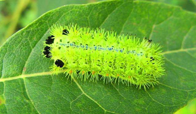 在农村不敢惹的动物,家里出现这几种虫子你千万不要碰