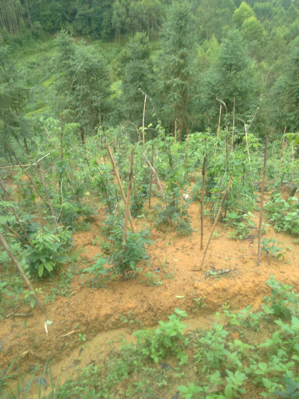 农村创业贷的申请条件,农民创业免息贷