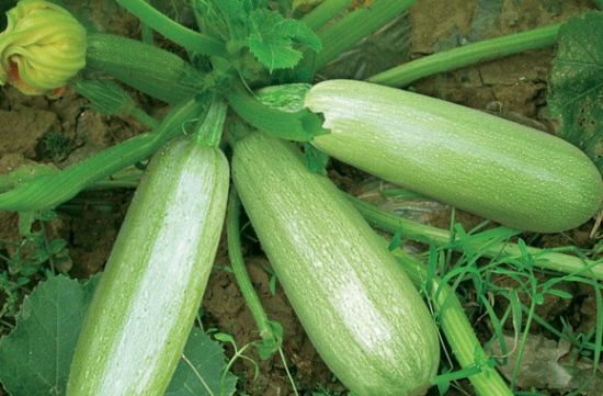 西葫芦功效营养作用与副作用,西葫芦都有哪种营养
