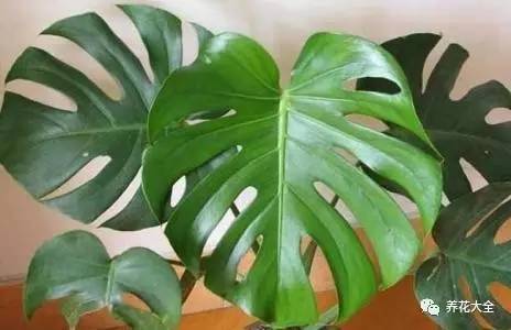 水养发财树绿萝黄叶掉叶怎样补救,绿萝发财树怎么养不烂根