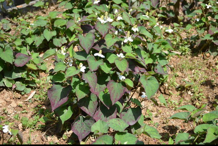 野生去火的草药,常见降火草药