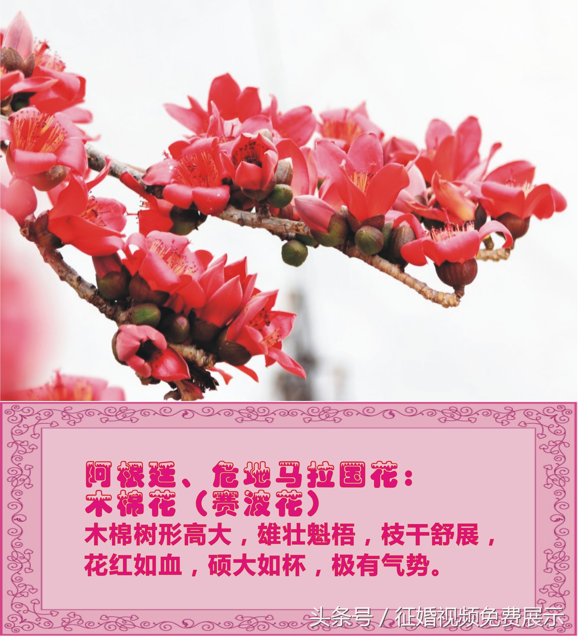 各国国花及象征意义,世界各国国花及寓意