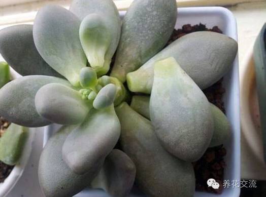 多肉会出现的病虫有哪些,网上刚买的多肉怎样种植怎样养护