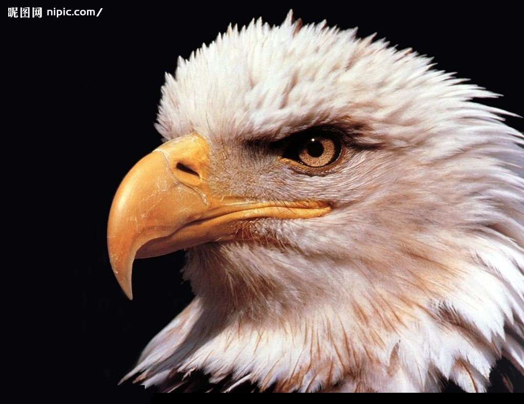 双头鹰旗与单头鹰,双头鹰和单头鹰