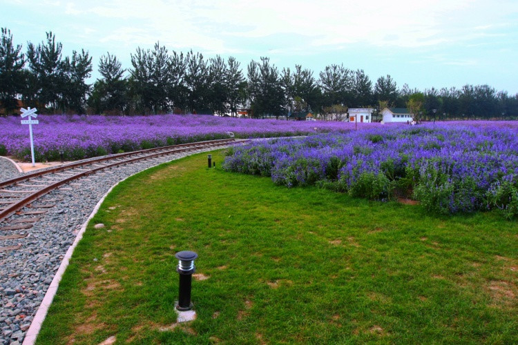 最美薰衣草庄园,中国最大的薰衣草庄园