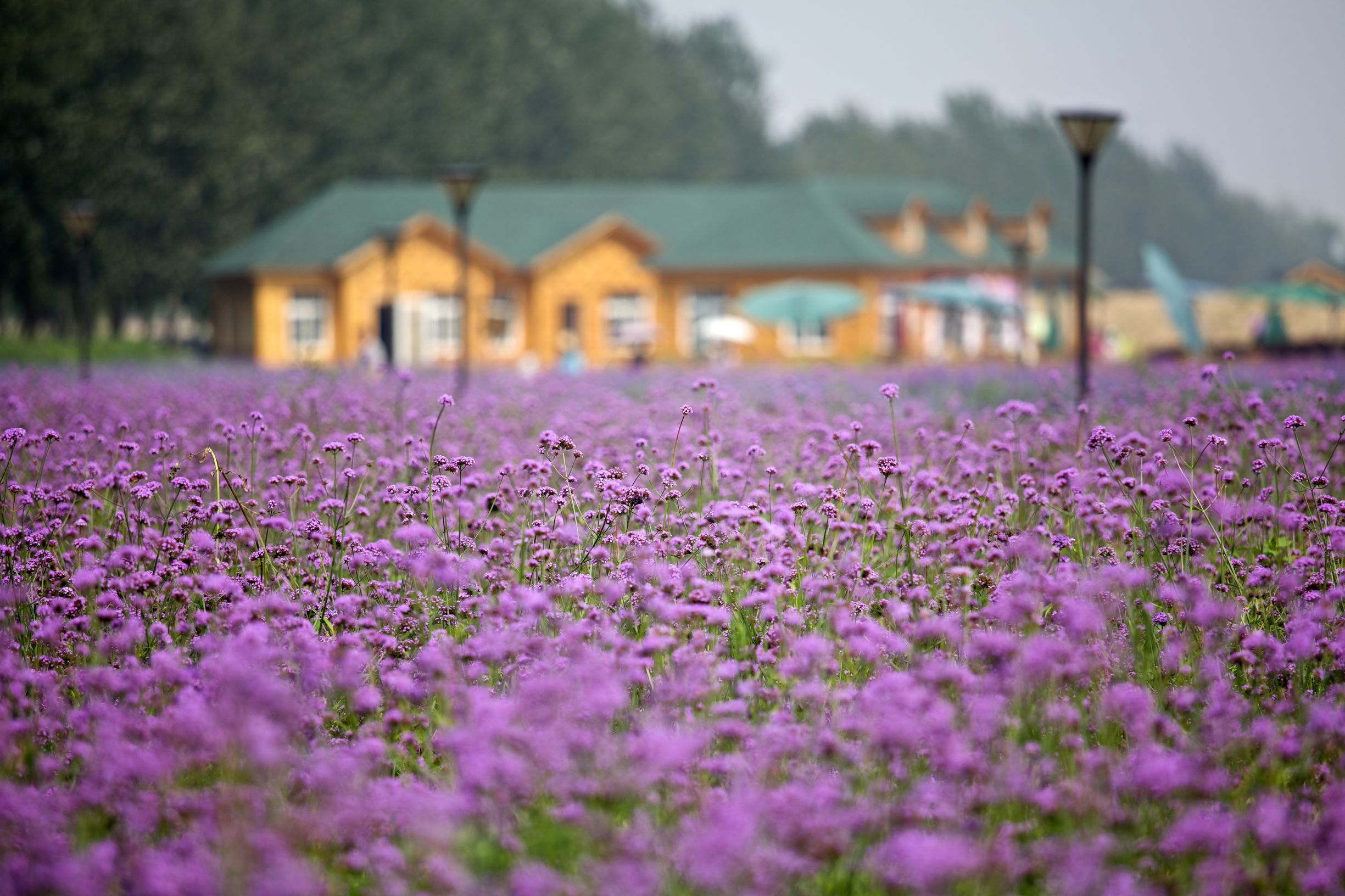 中国最大的薰衣草庄园,世界最漂亮的薰衣草庄园图片