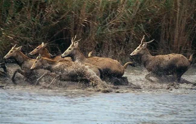 圣诞老人骑的那个鹿叫什么鹿,圣诞老人的坐骑麋鹿到底有多大
