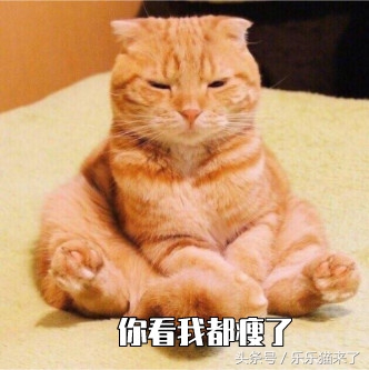 为什么我家猫咪不爱吃好主人猫粮,猫猫为什么不喜欢吃猫粮