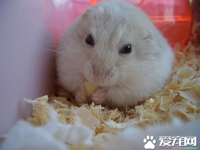 奶茶仓鼠长大的时候长什么样,奶茶仓鼠多大成年