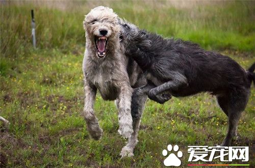 2014年爱尔兰猎狼犬出售最新消息,爱尔兰猎狼犬宠物店