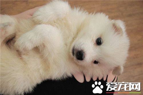 银狐犬适合新手养吗,银狐犬适合家庭养吗