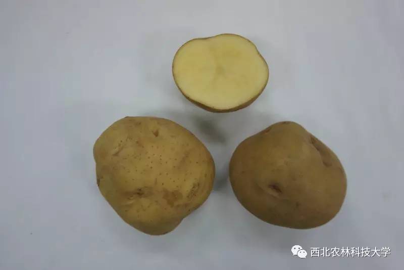 土豆烧牛肉最正宗做法视频,土豆烧牛肉为什么牛肉很硬