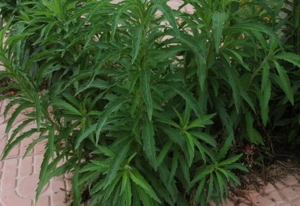 ‍‍‍如东路边42种草，天天踩它，却不知道它们好值钱~