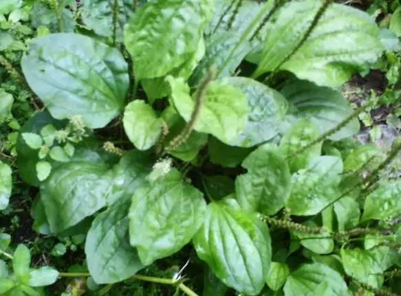 ‍‍‍如东路边42种草，天天踩它，却不知道它们好值钱~