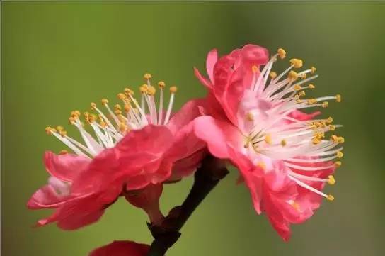 一枝梅经典诗词大全,诗词赏析一缕幽梦几丝愁