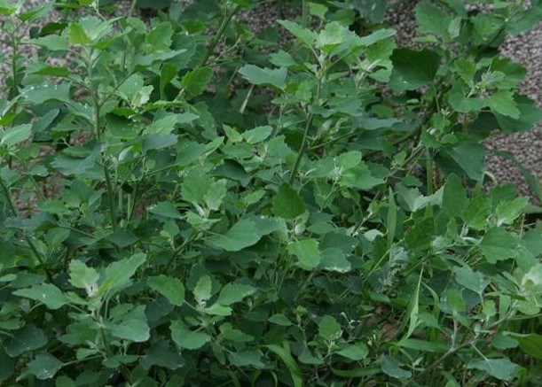 ‍‍‍如东路边42种草，天天踩它，却不知道它们好值钱~