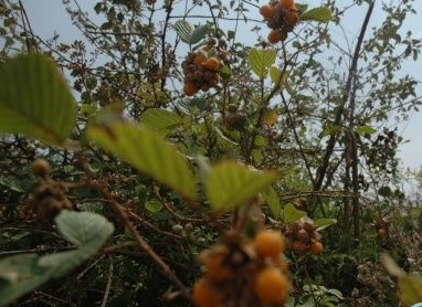 ‍‍‍如东路边42种草，天天踩它，却不知道它们好值钱~