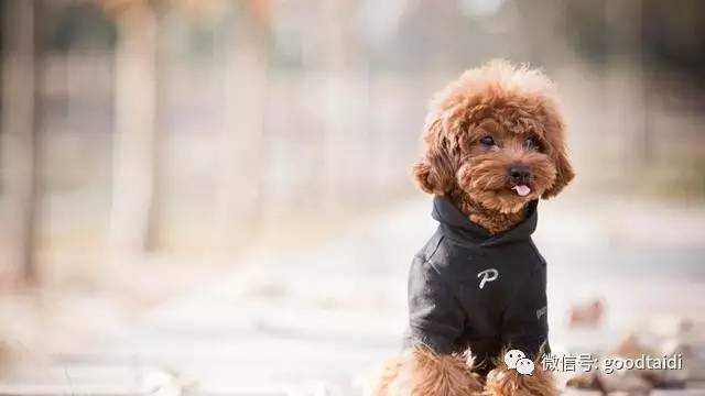 心疼小泰迪,小泰迪一定不能吃什么