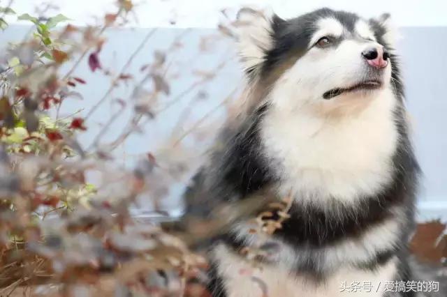 狗狗产后10天还有红色恶露排出,狗狗产后恶露什么样的