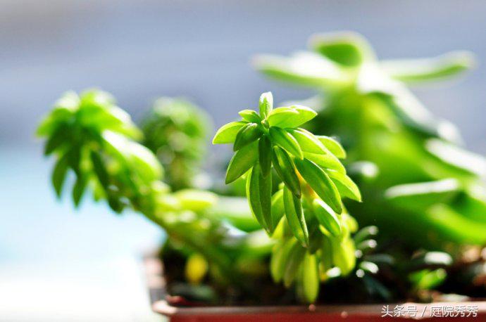 烟灰弹到花盆里好不好,烟灰放花盆里养花行吗