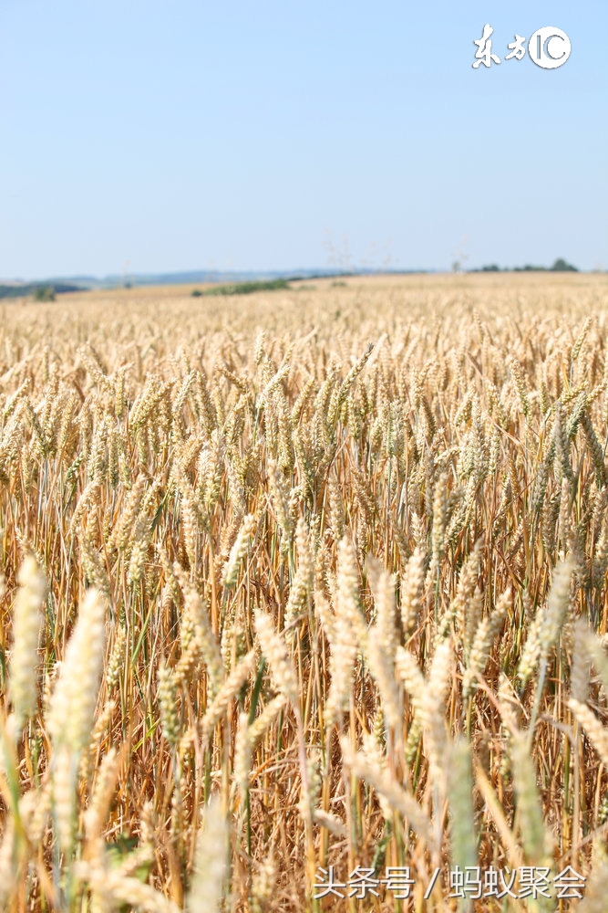 胎儿每月发育过程及营养情况,胎儿脑神经发育所需营养