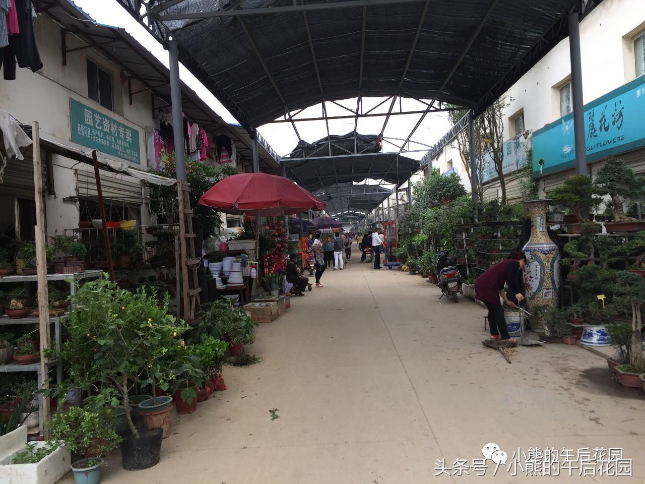 一九九六年历史大事,17年多肉市场变化趋势