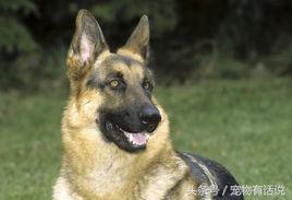 狗狗排行榜哈士奇,最可爱的狗泰迪排第几