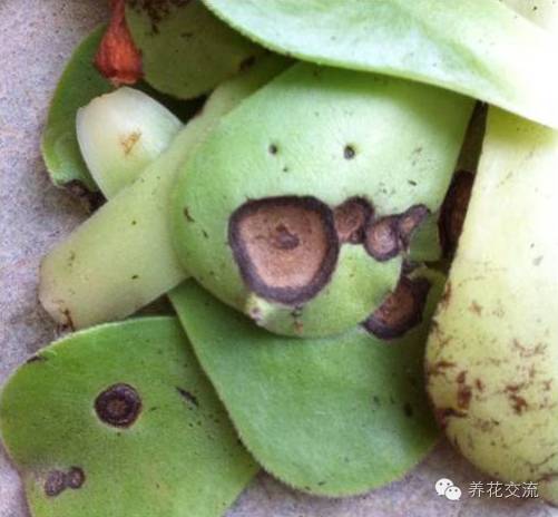 多肉会出现的病虫有哪些,网上刚买的多肉怎样种植怎样养护