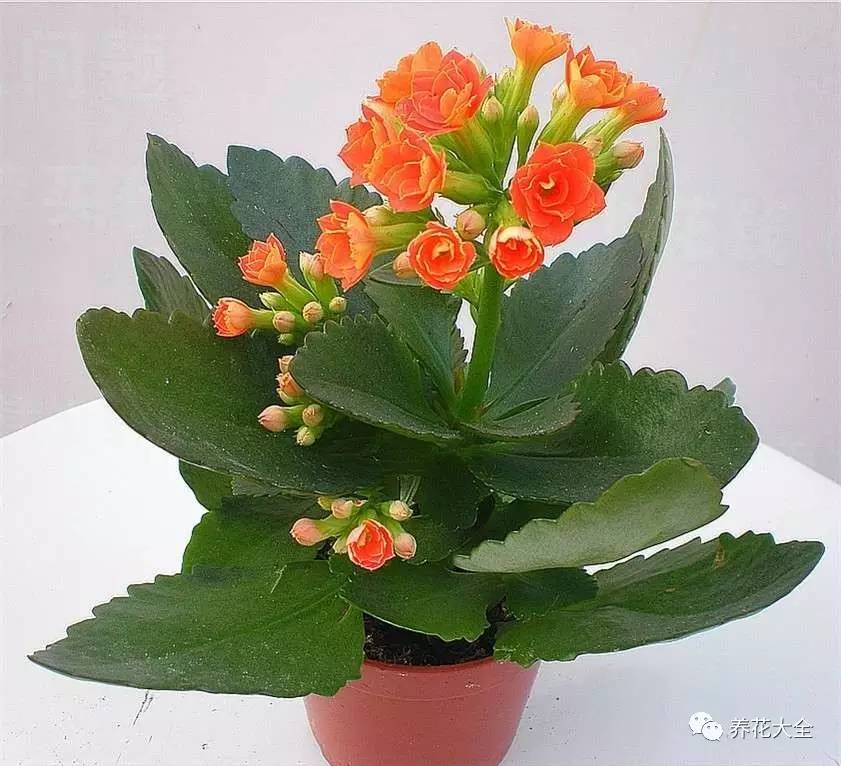 水养发财树绿萝黄叶掉叶怎样补救,绿萝发财树怎么养不烂根