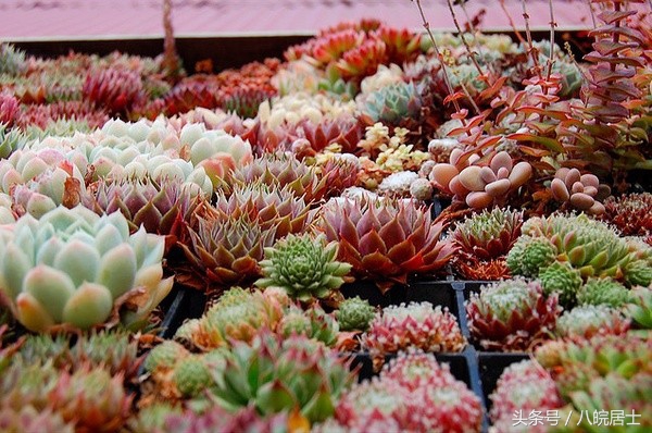 非洲就是“不毛之地”的代名词?错了,那的奇葩植可不少物!