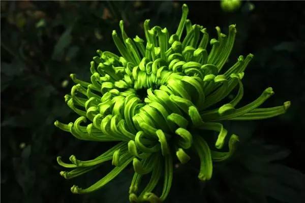 中国各大城市的市花分别是什么,吉林省省会长春市市花是什么