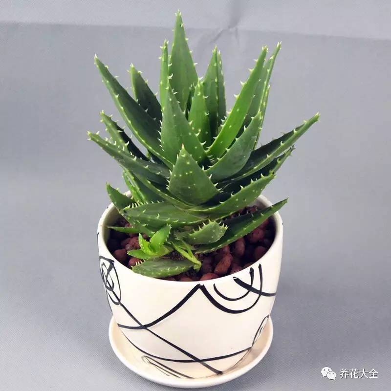 水养发财树绿萝黄叶掉叶怎样补救,绿萝发财树怎么养不烂根