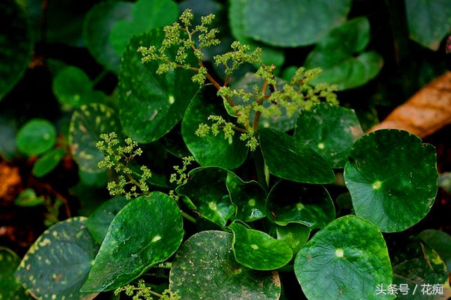 镜面草怎么养才能更旺盛,镜面草怎样最好养