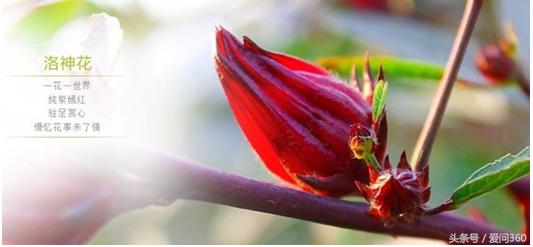 洛神花的功效与作用小孩子能喝吗,洛神花的营养价值及功效