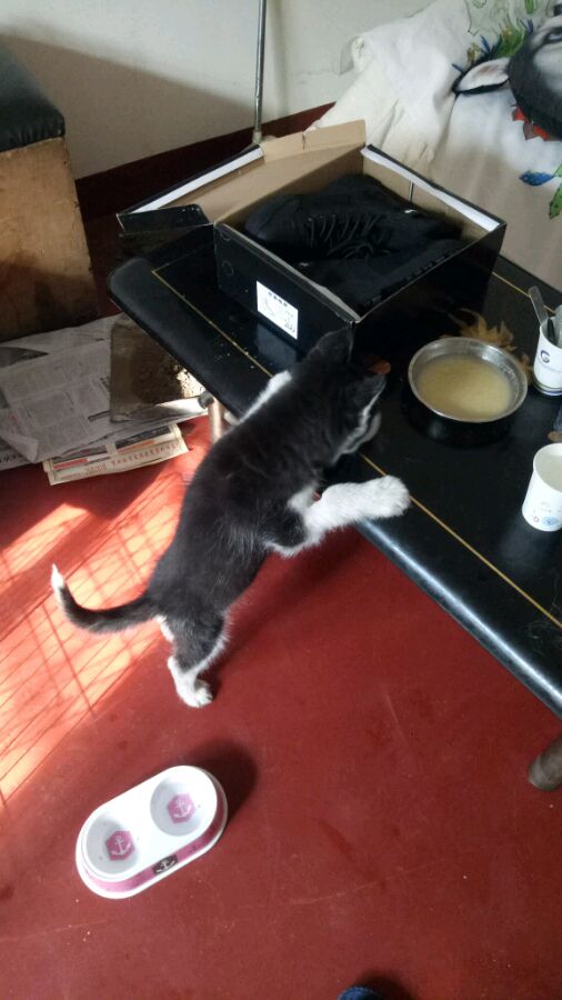 哈士奇偷吃主人米饭被发现,哈士奇偷吃厨房被主人强势教训