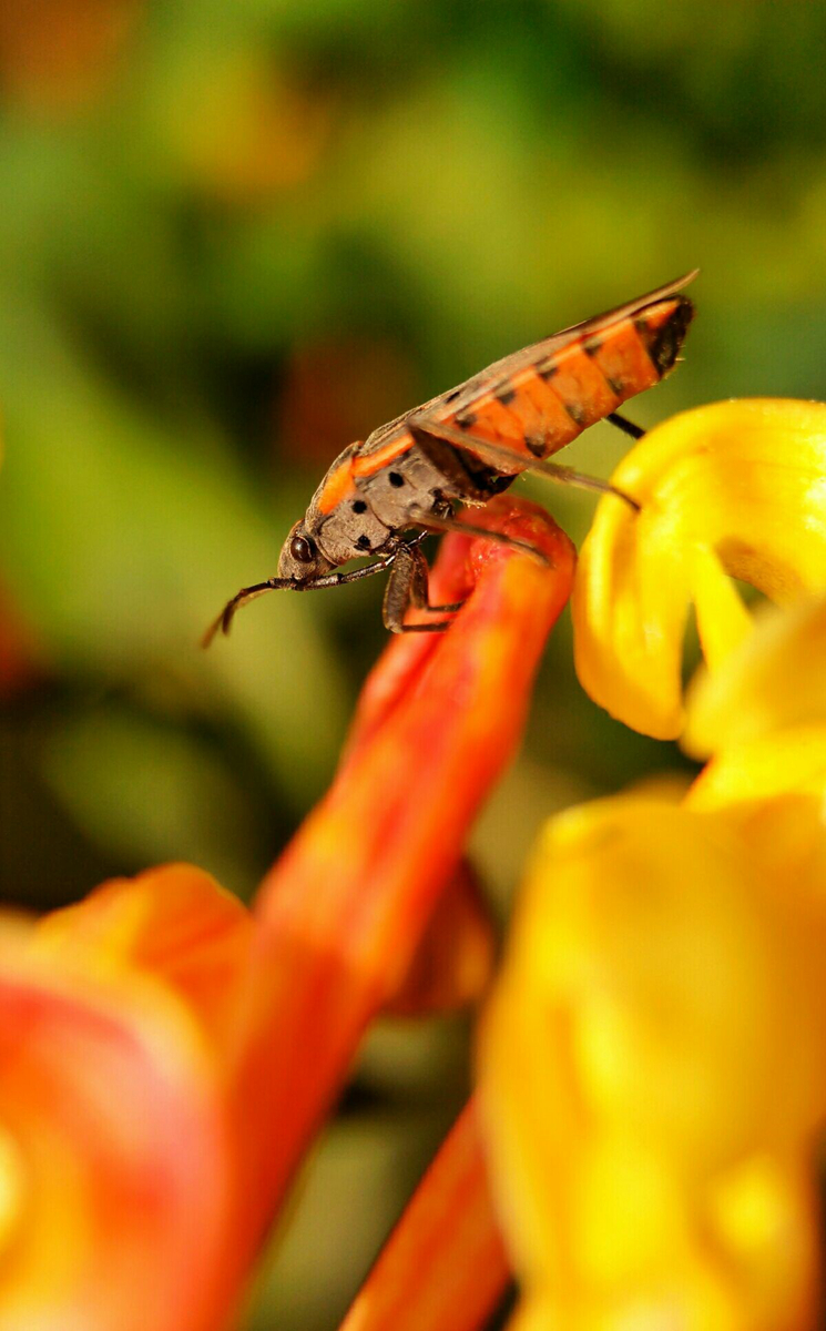 努比亚现在值得买的手机,努比亚手机国内名气