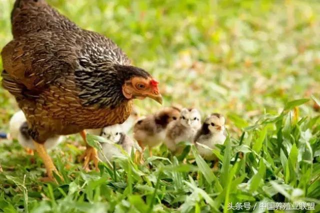 柴鸡是什么品种的鸡,最好的柴鸡品种是什么鸡