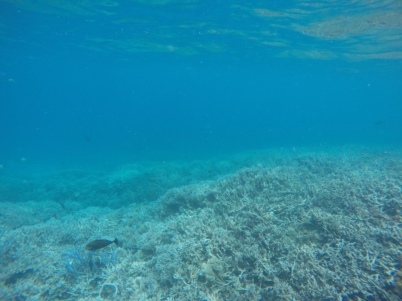 帕劳旅行攻略大全图文,帕劳旅行攻略图文大全