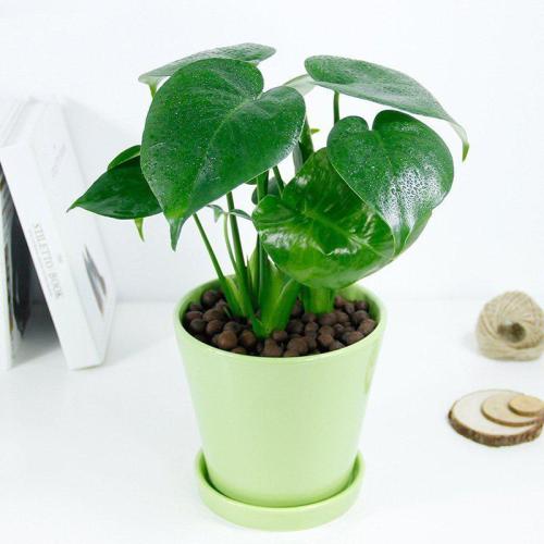 哪些绿色植物可以净化室内空气,室内绿色植物多的优点与缺点