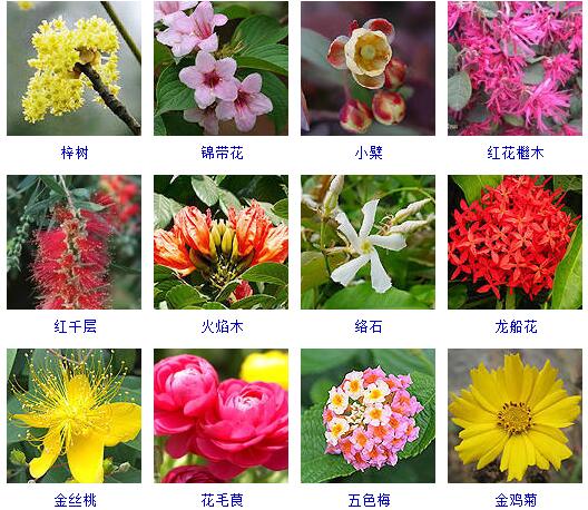 150种花卉大全,108种花卉大全