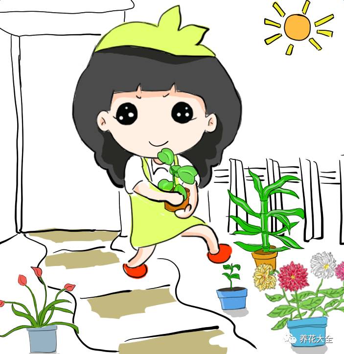 光照条件不好适合养什么花,花养不好是家里气场不好吗