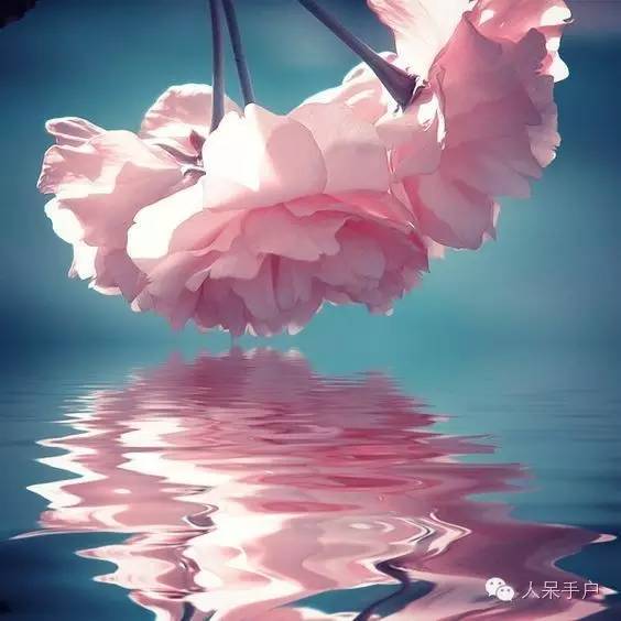 新年赏国花,世界各地最美的国花