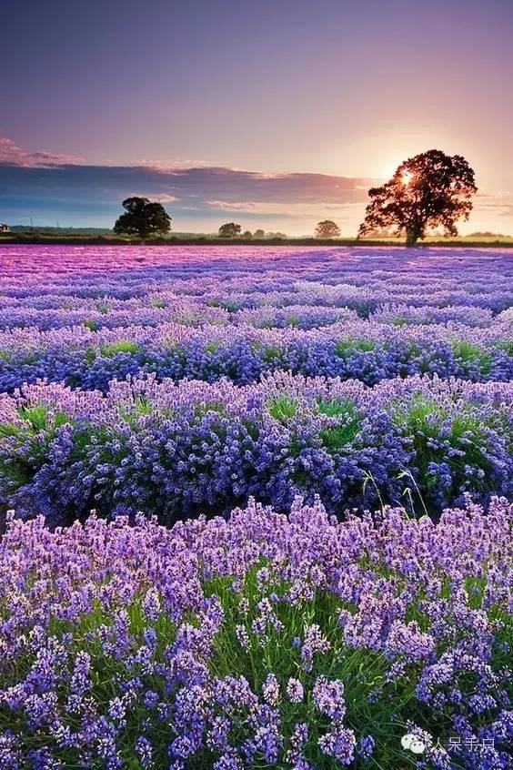 新年赏国花,世界各地最美的国花