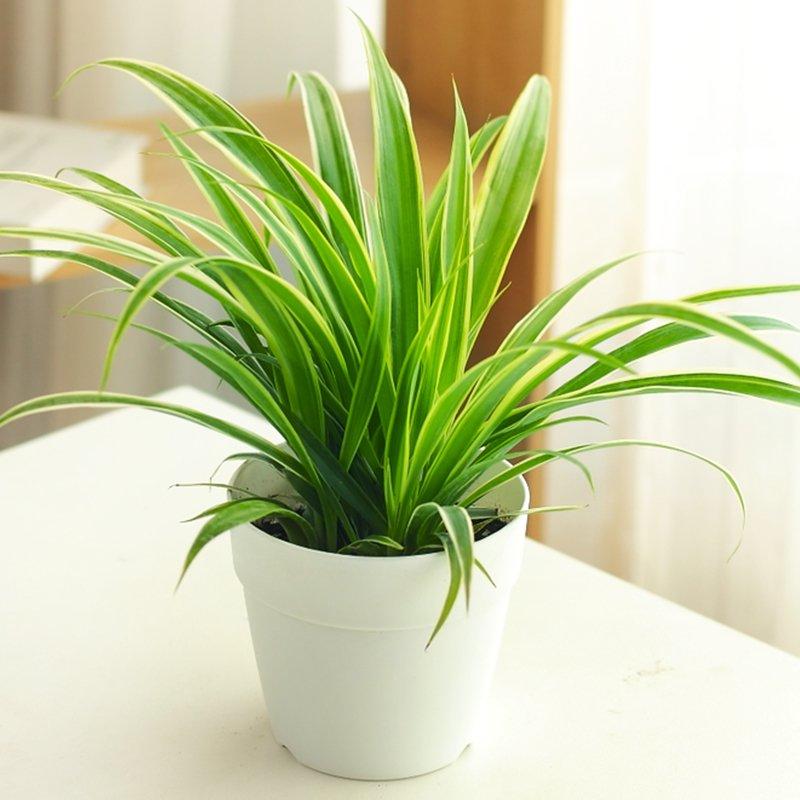 哪些绿色植物可以净化室内空气,室内绿色植物多的优点与缺点