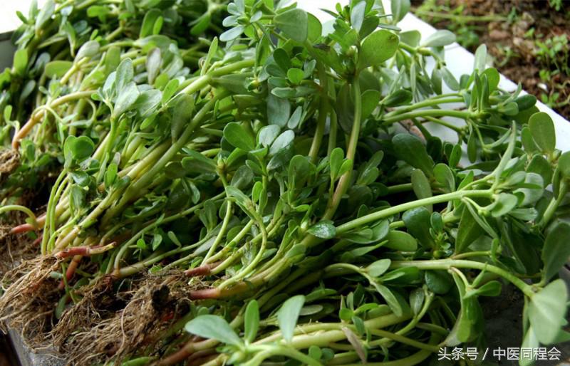 马齿苋可外敷治牙痛吗,马齿苋怎么治牙痛