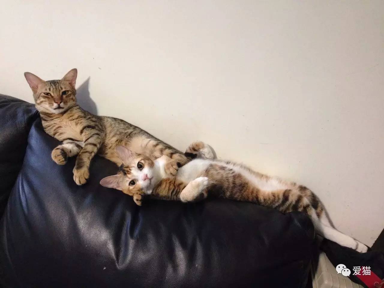 她纹身但她是个好女孩，照顾了20只没人愿意领养的残疾猫咪！