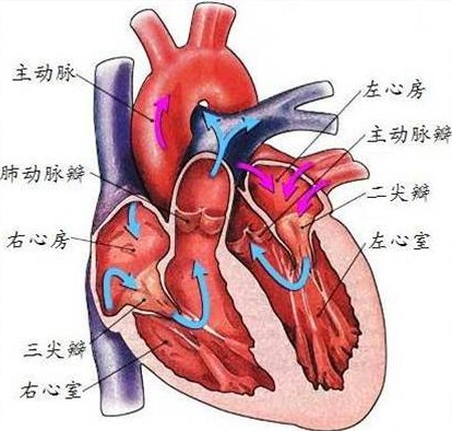 先天性心脏病常用的药物有哪些,十三味中药治疗心脏病