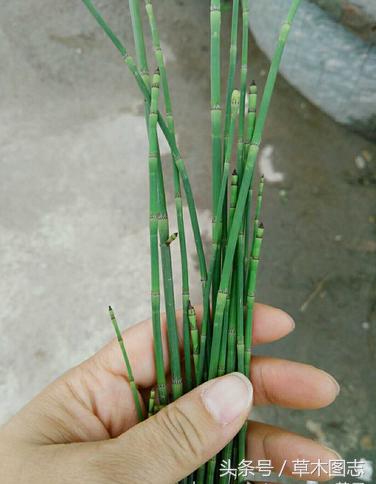 野生接骨草的作用,骨节草可以吃吗