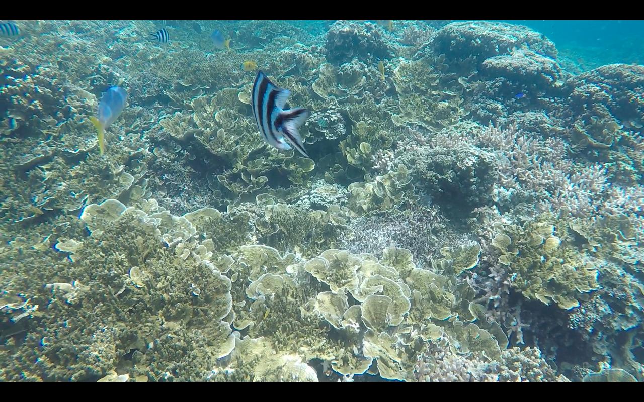 帕劳旅行攻略大全图文,帕劳旅行攻略图文大全