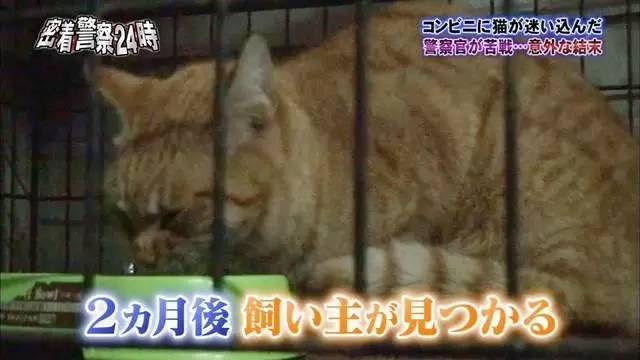 猫咪进餐厅被警察带走,猫咪禁止入内被逮捕